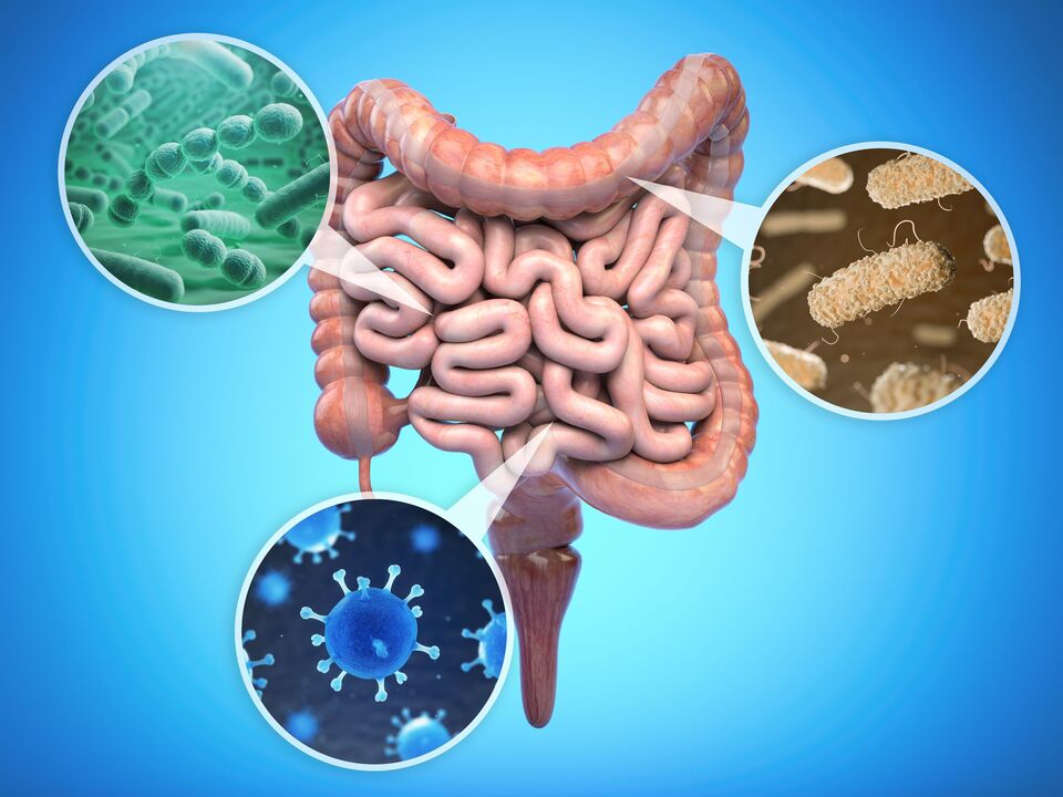 Bacterias buenas en tu intestino